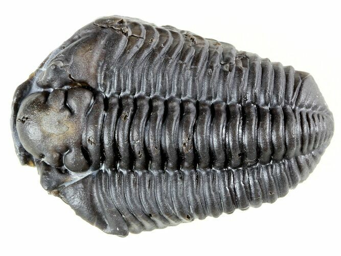 Calymene Niagarensis Trilobite - New York #46580